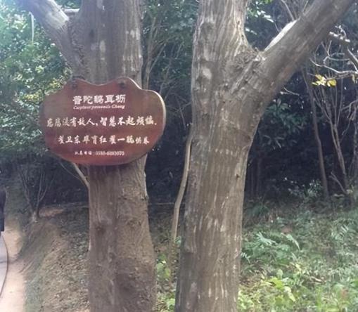 浙江普陀鹅耳枥到底是什么植物？为什么全球只有一棵还全年有人看守？