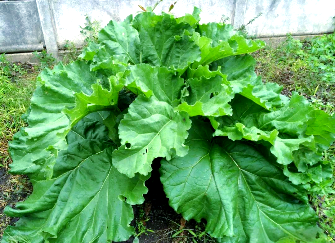 官方发布张家口黄米一条街图片及黄米产地介绍