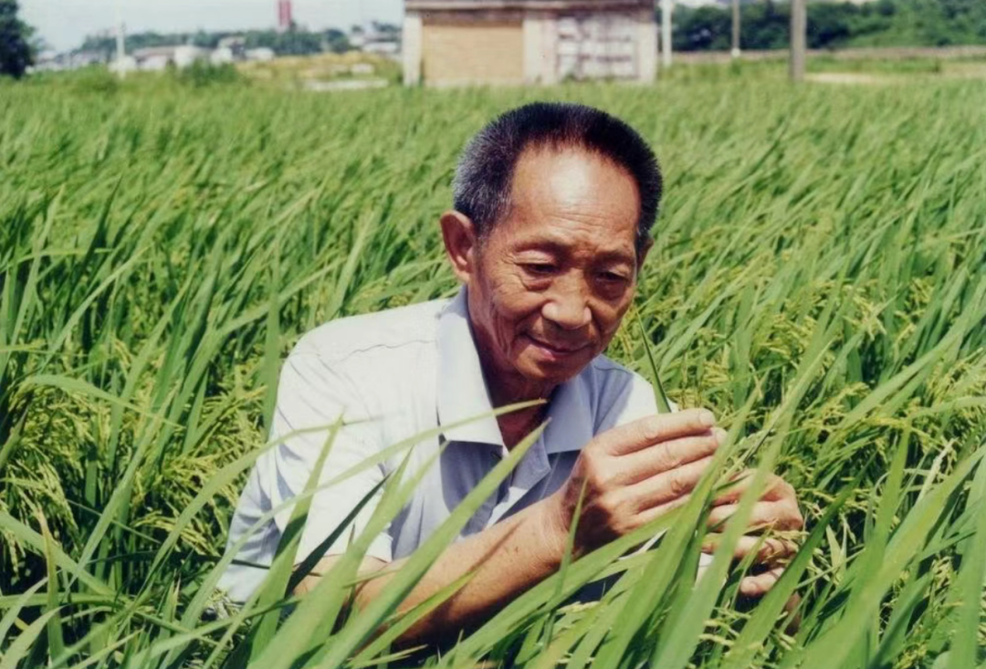 袁隆平的主要事迹简介