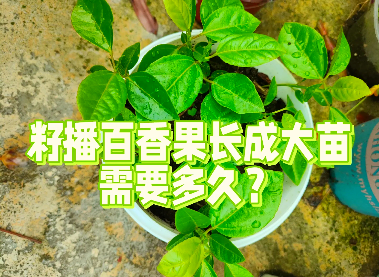 百香果种植