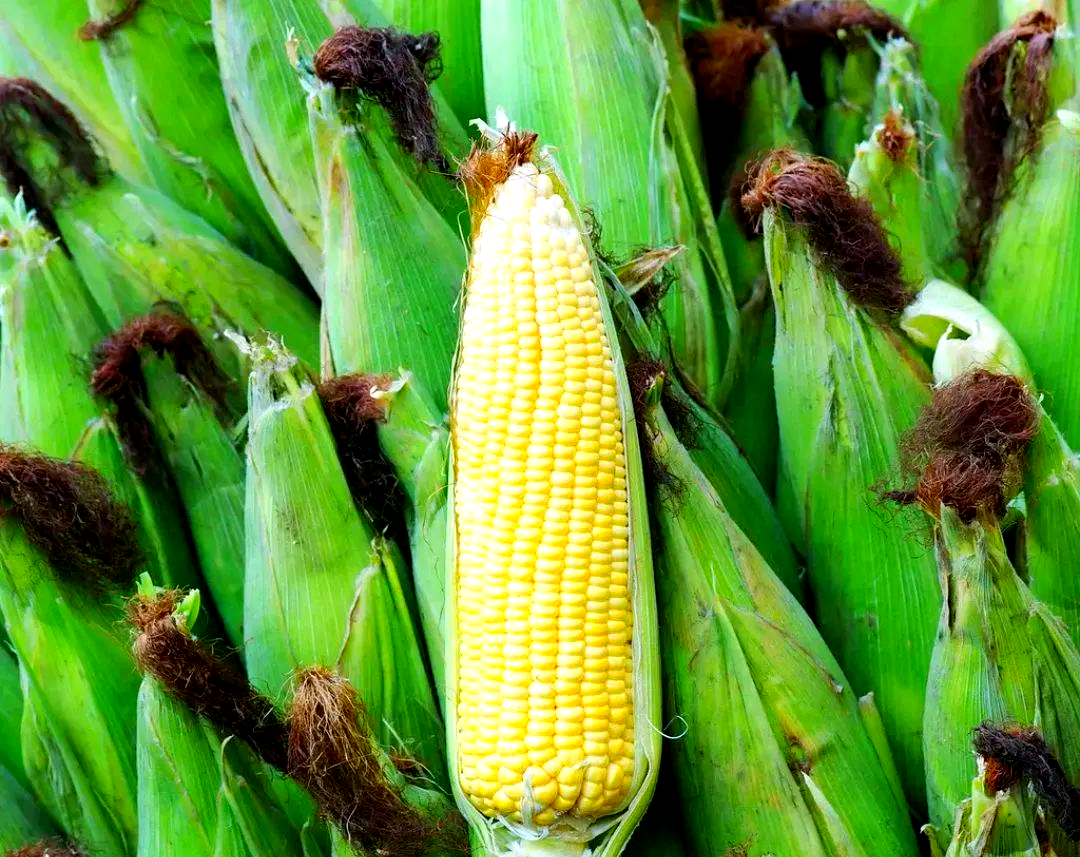 一根玉米相当几碗米饭