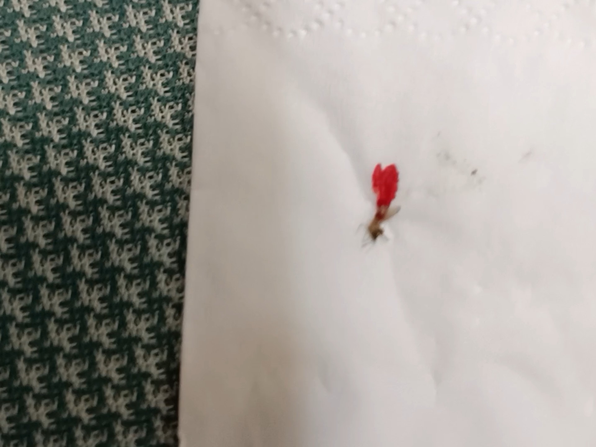 蚊子吸醉酒人的血 蚊子会不会也醉倒