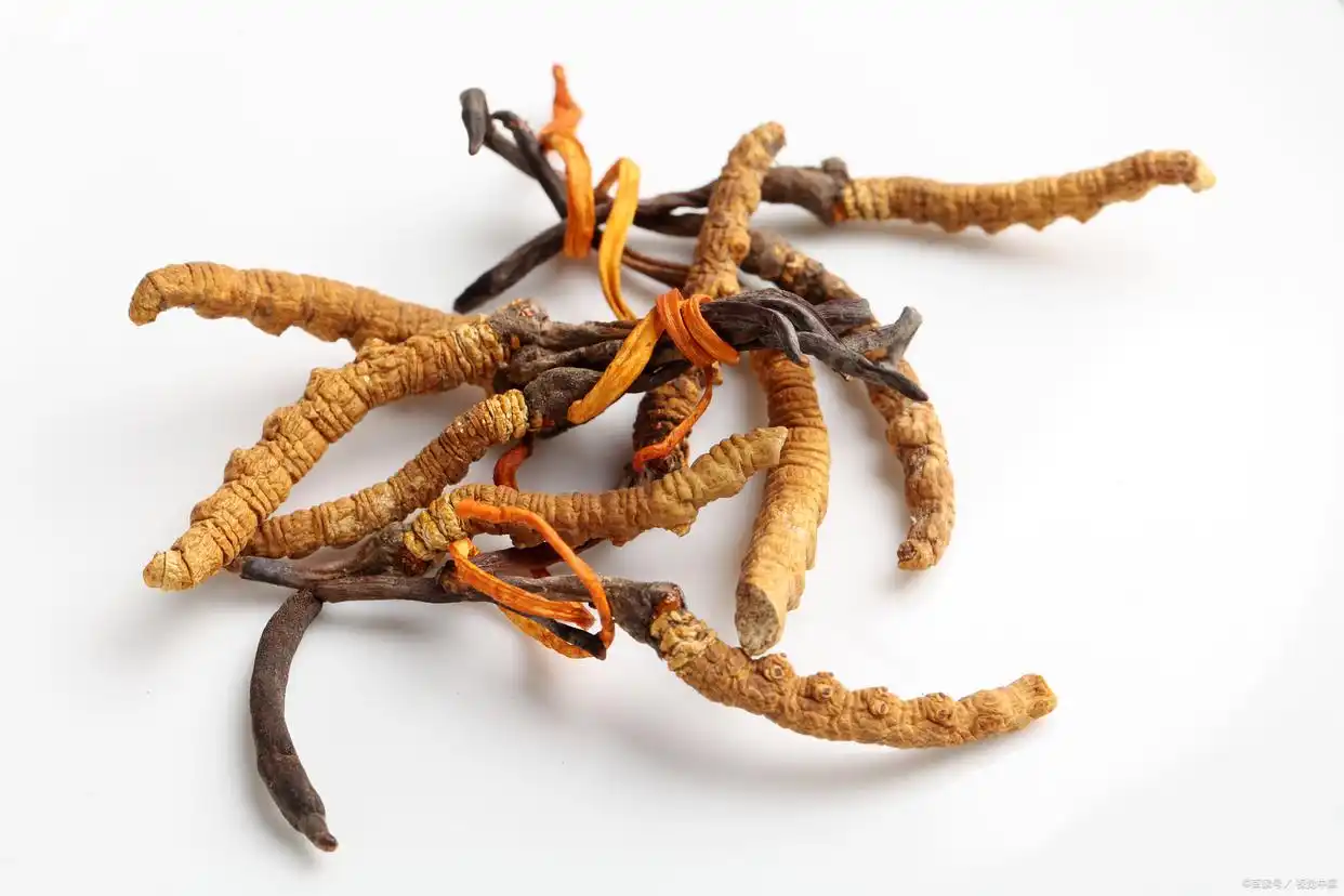 野生虫草与人工培育区别 虫草海马太岁怎么选