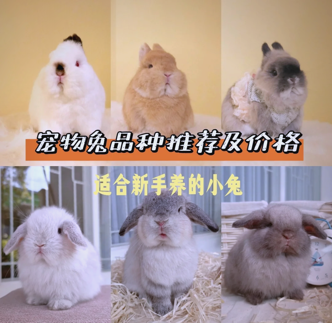 兔肉价格