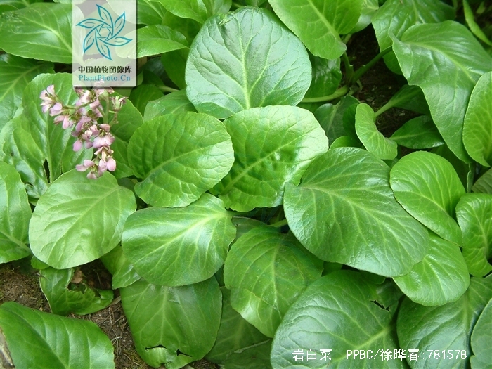 岩白菜素