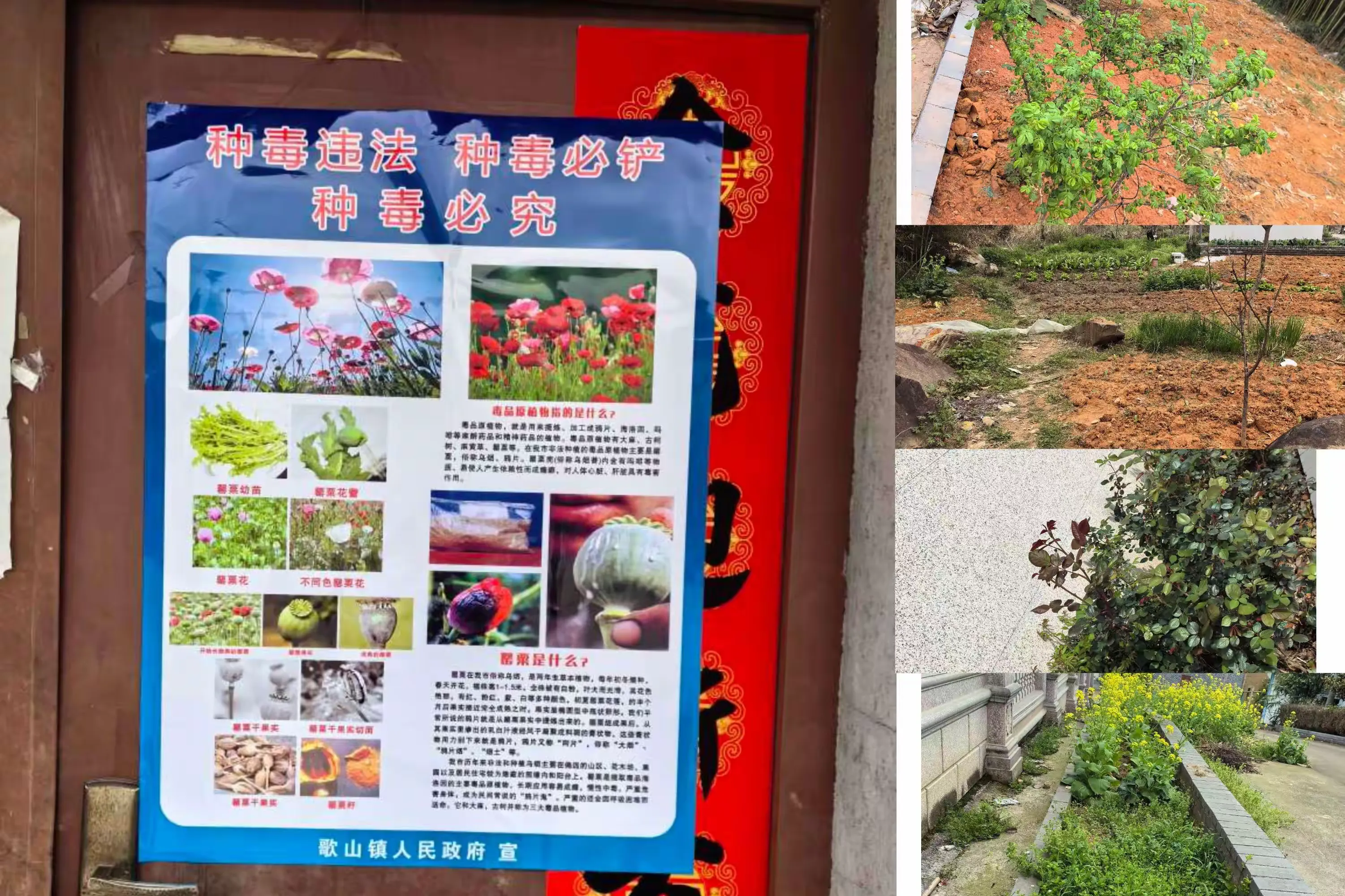 罂粟种植时间和方法 家庭种植罂粟犯法吗