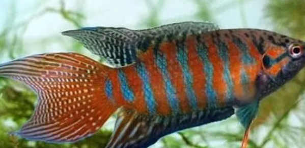 为什么在绝大多数情况下鱼都是饿不死