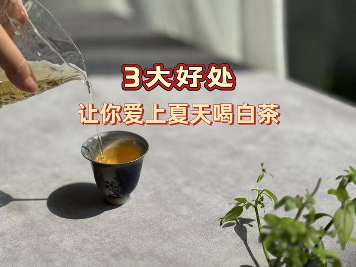 白茶养生功效有哪些 为什么夏天最适合喝白茶