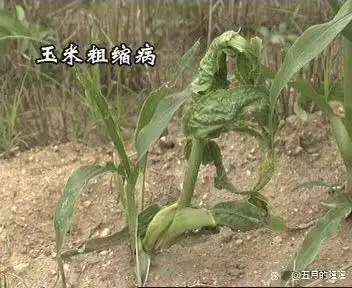 玉米粗缩病