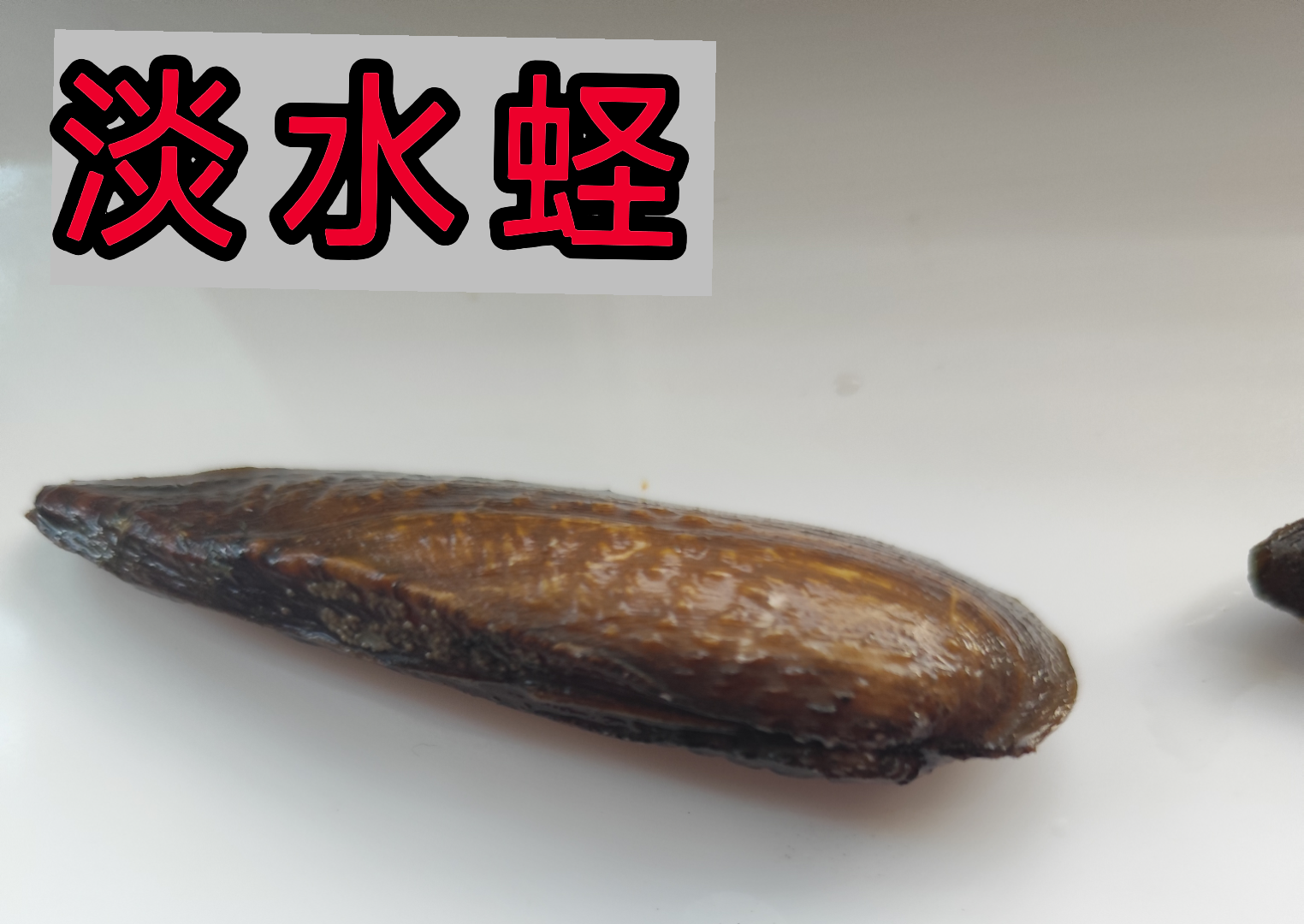 蛏子多少钱一斤 怎么挑选蛏子