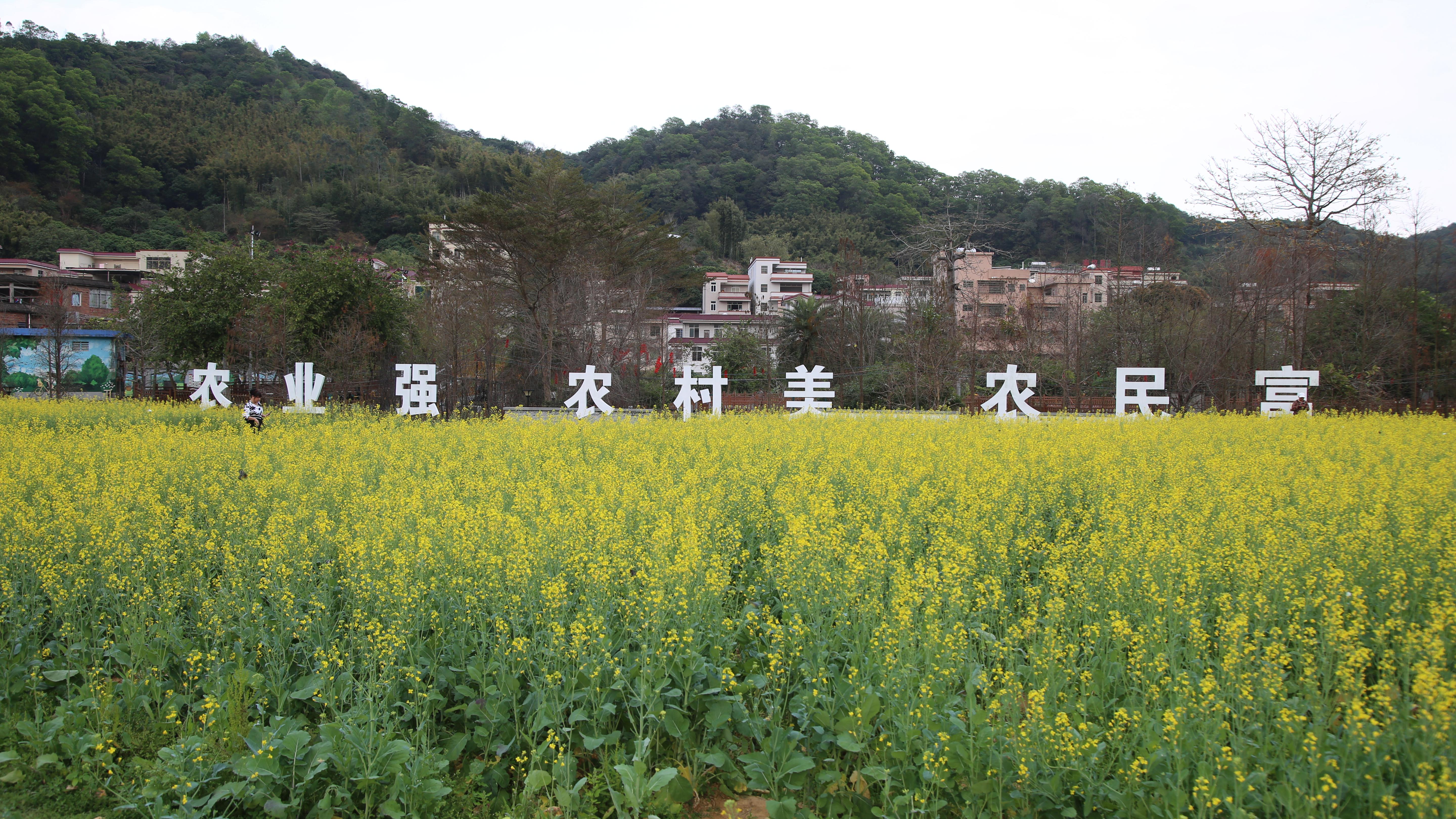 英国乡村生活为什么那么吸引人 深澳古村的美丽魅力在哪里