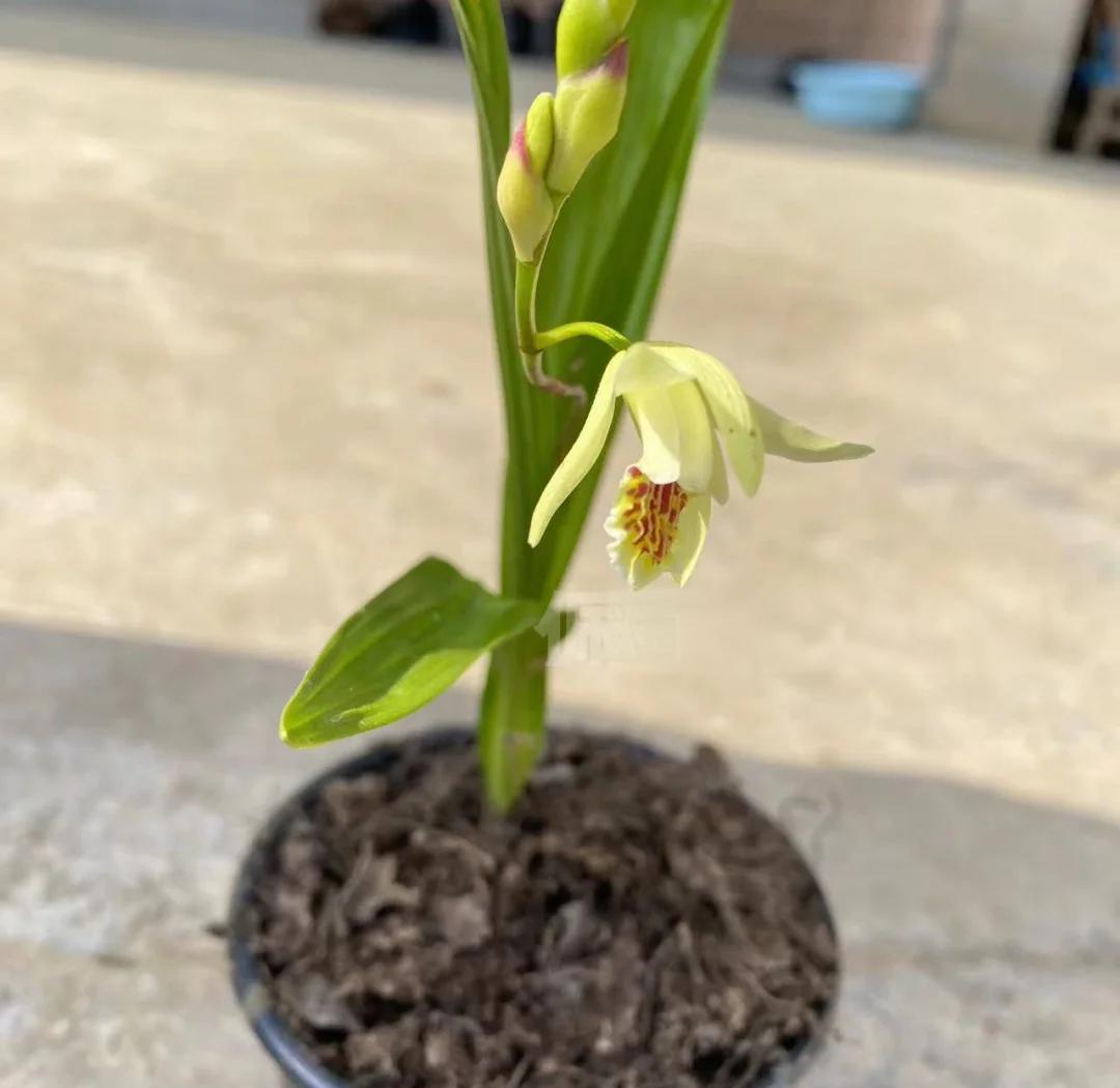 白芨价格