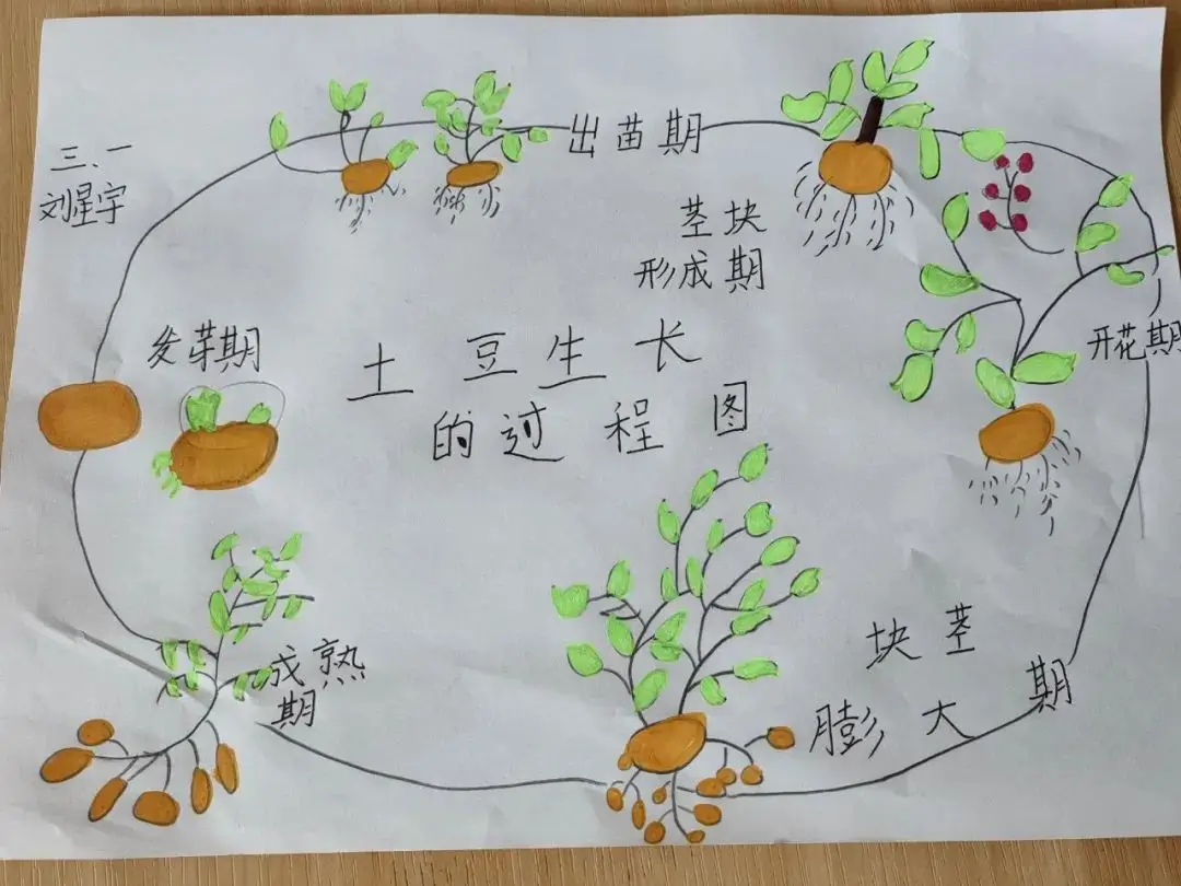 马铃薯种植技术方法 马铃薯高产种植技巧