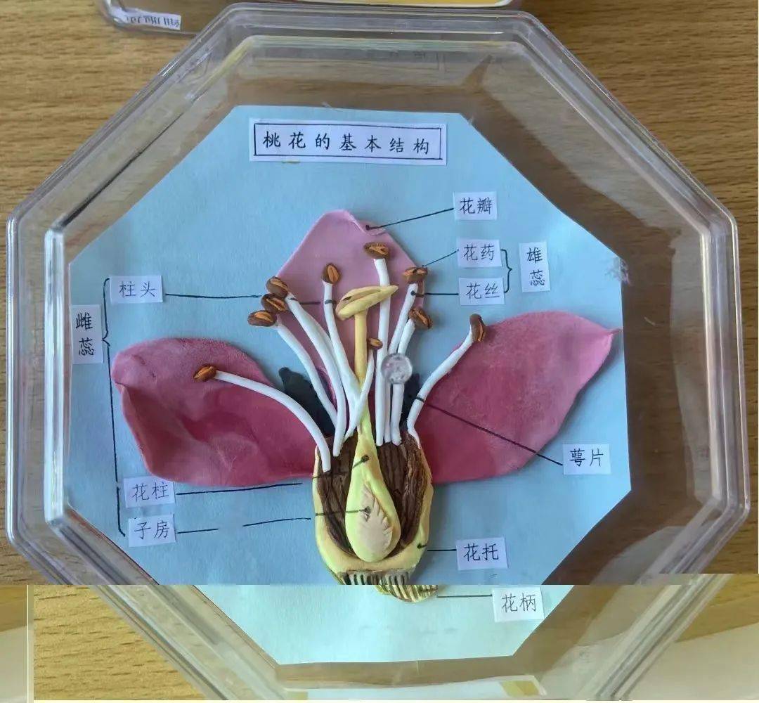 3D打印病毒模型(上)...