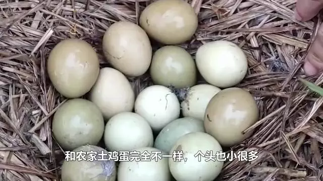 野鸡蛋和普通鸡蛋的区别 野鸡蛋和土鸡蛋的区别
