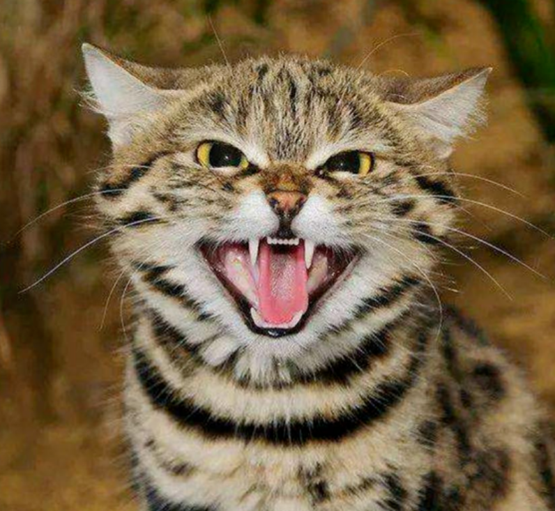 世界上颜值最高的动物 动物界颜值天花板排名