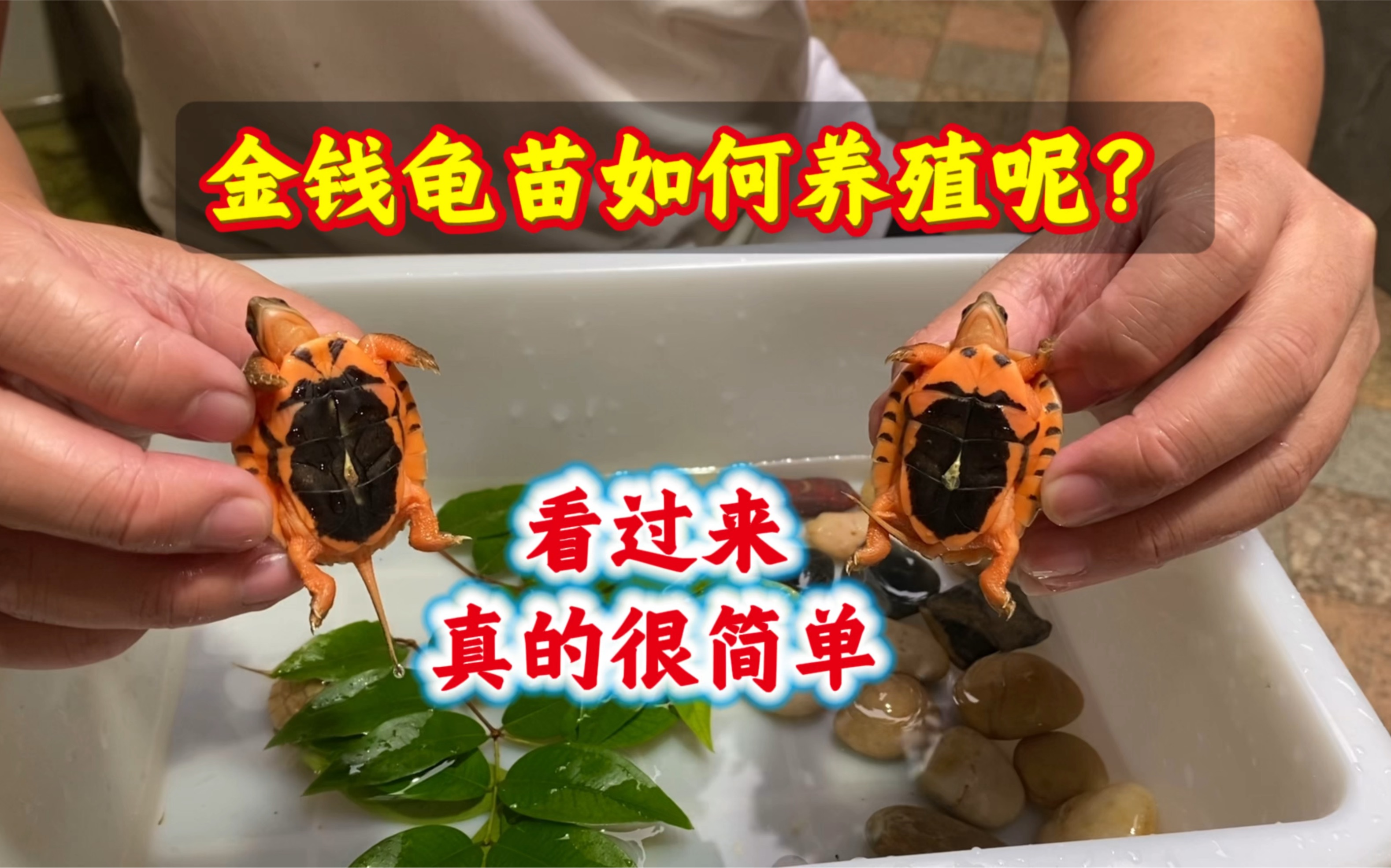 金钱龟怎么养 巴西金钱龟好养有哪些注意事项