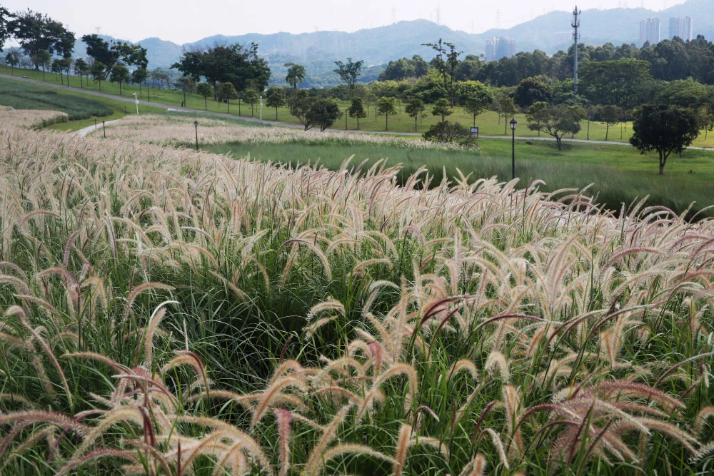 肇庆陌陌上约的500一次靠谱吗