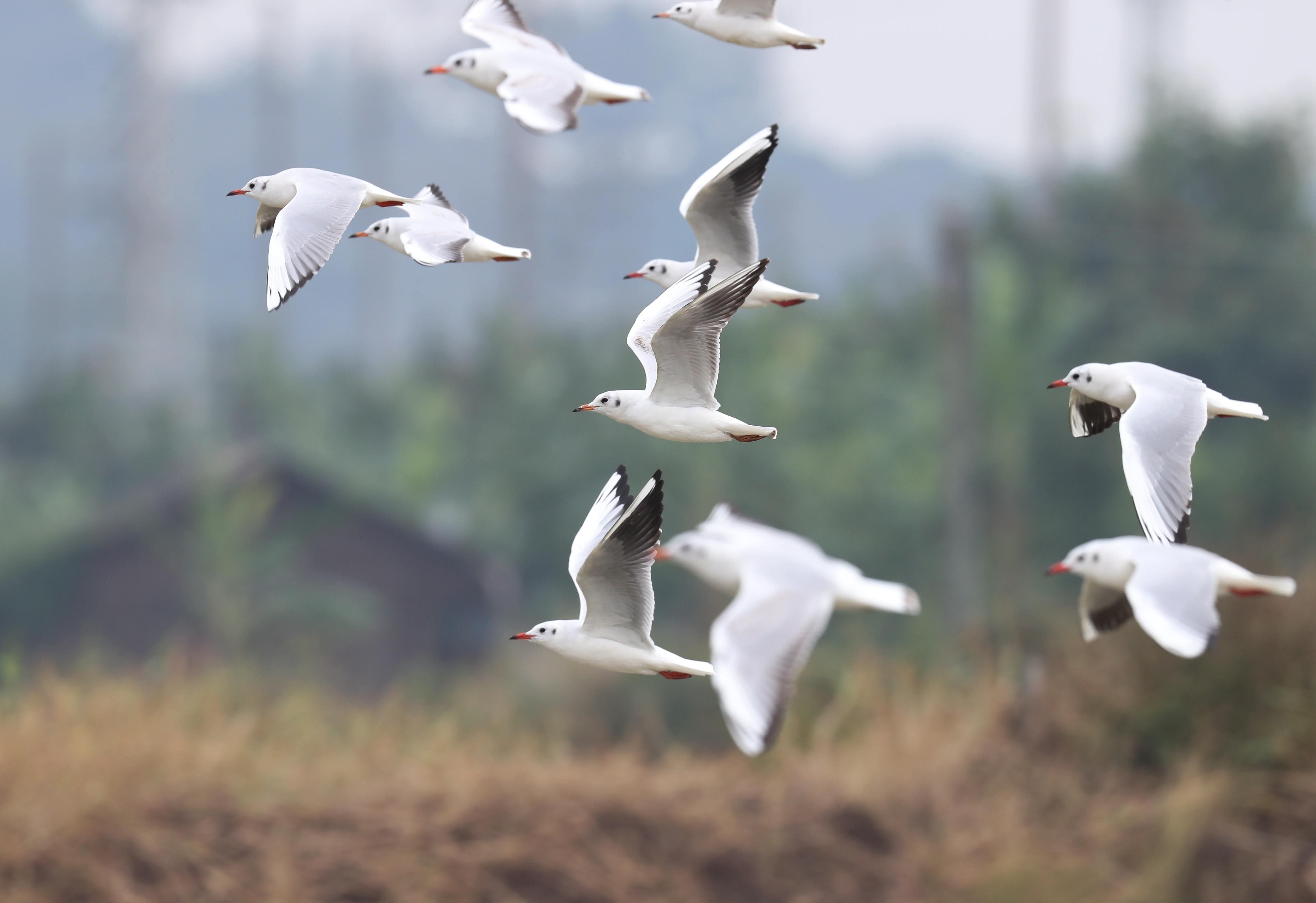 鸟儿为什么没有牙齿?...