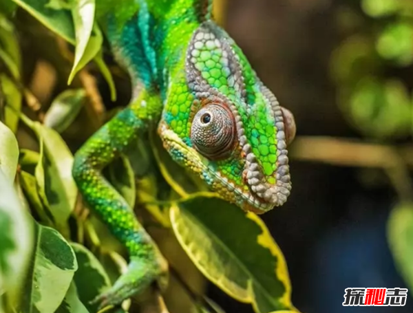 动物求偶也看颜值？动物找对象集锦...