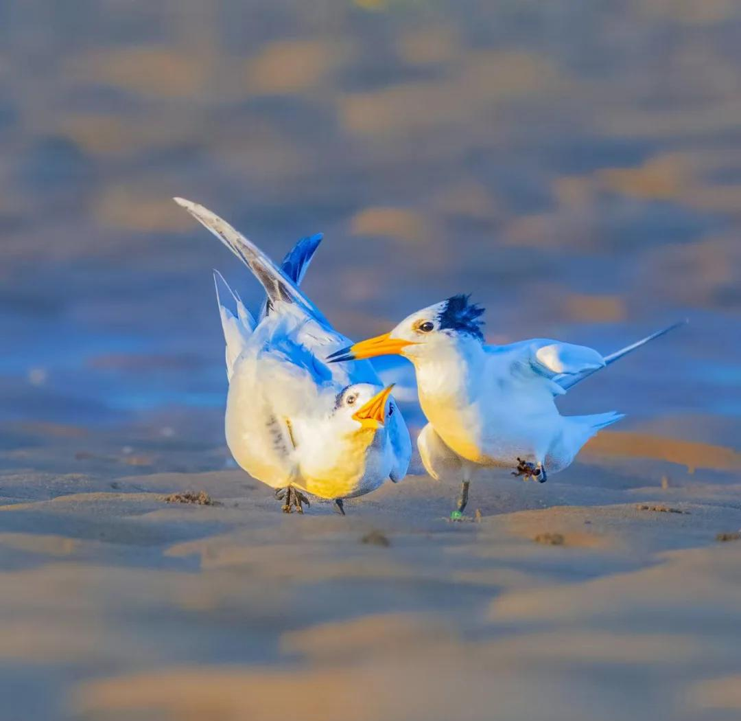 鸟类没有牙齿的原因 鸟类为什么不需要牙齿