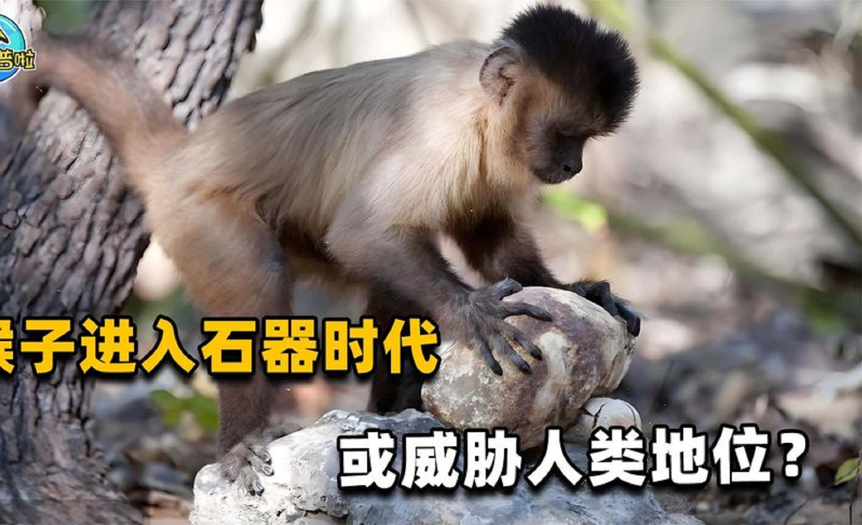除了人类，地球上哪种生物最有可能成为新霸主？