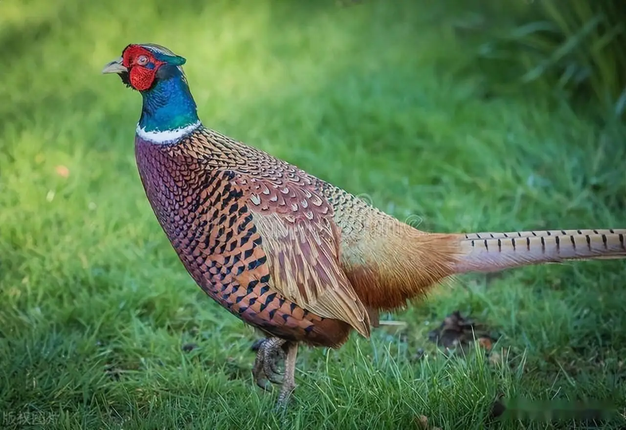 合肥包河区野鸡聚集地哪里最多？实地调查告诉你