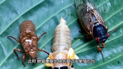 为什么每到夏天，雄性暗袋鼩都会灭绝？...