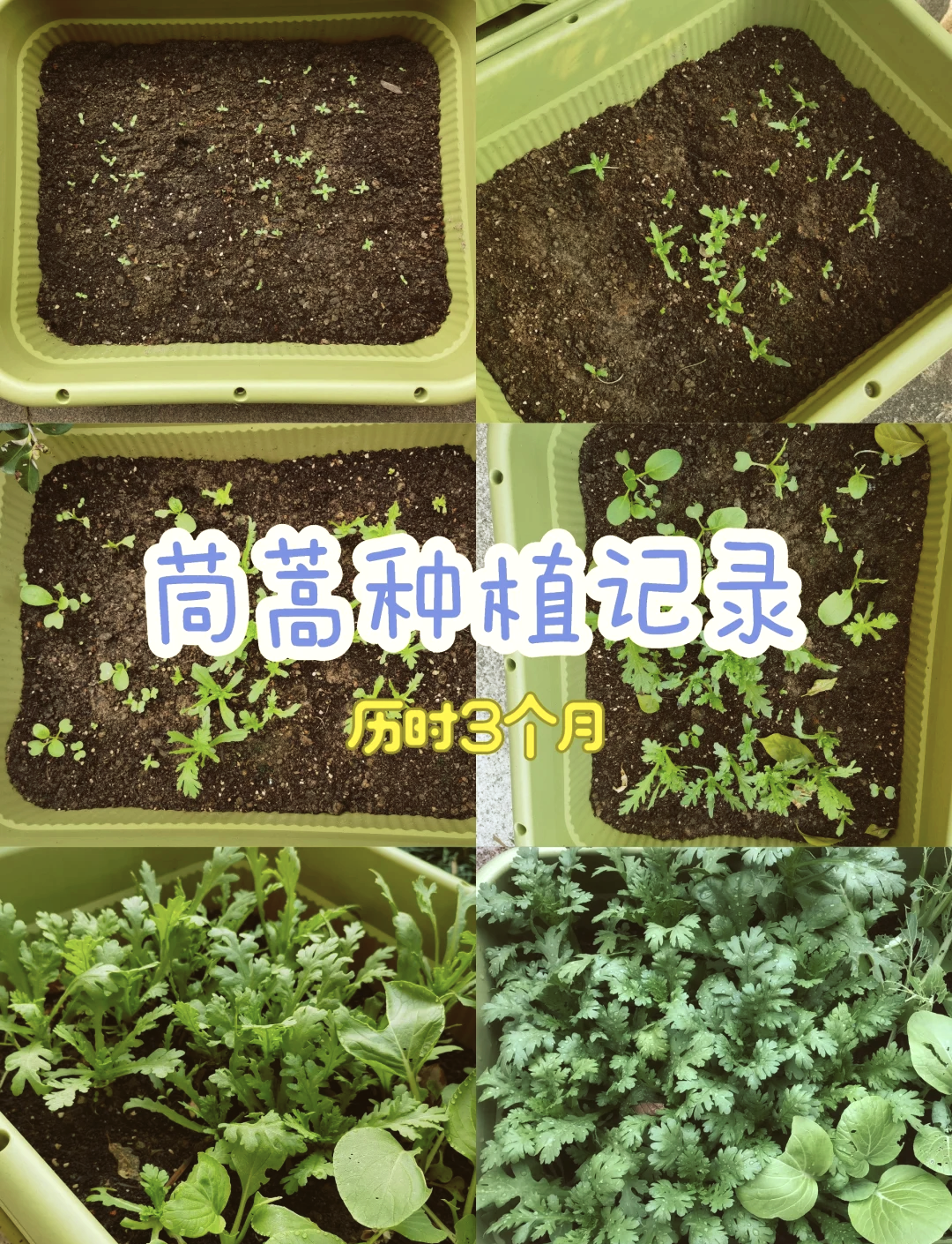 茼蒿种植