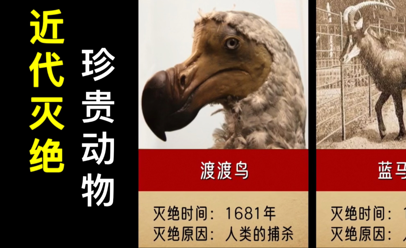 灭绝动物重现谜团 台湾云豹现身背后的科学解释