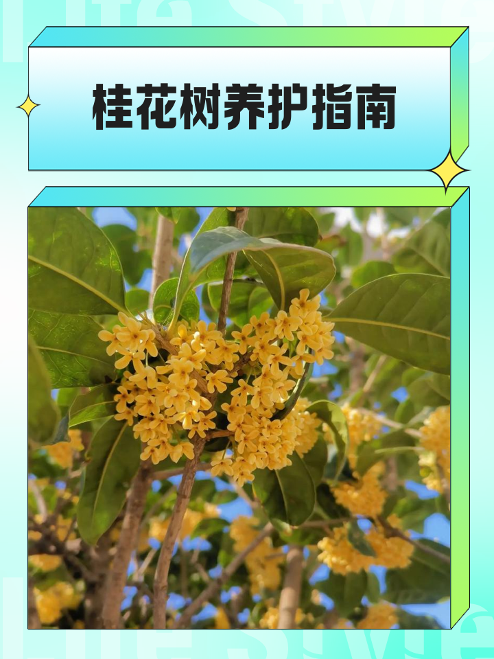 桂花种植