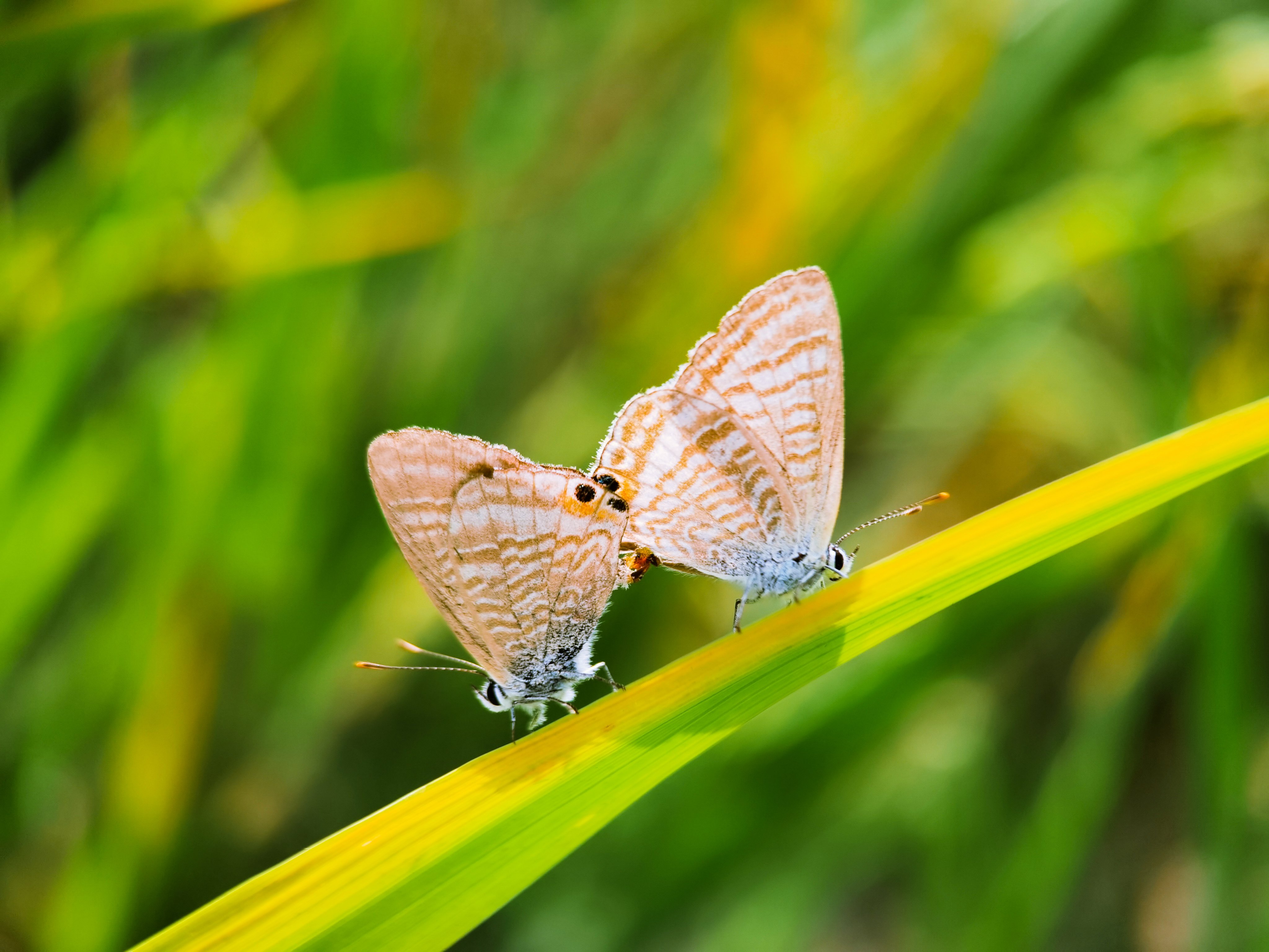 延安乡镇可约全国空降