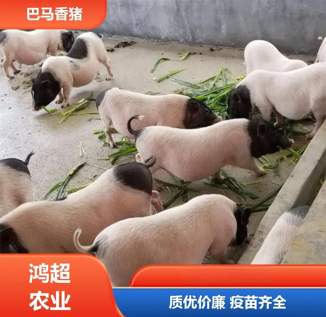 香猪